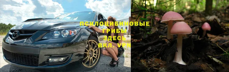 Галлюциногенные грибы Psilocybe Светлый